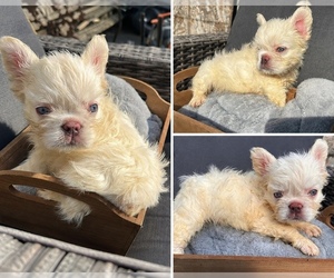 French Bulldog Puppy for sale in NEWARK, NJ, USA