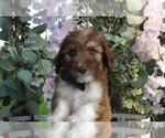 Puppy Churro Bordoodle