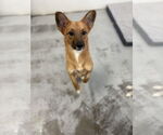 Small #1 Pembroke Welsh Corgi Mix