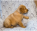 Small Photo #5 Golden Retriever Puppy For Sale in WAKARUSA, IN, USA