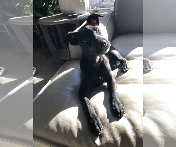 Medium Photo #16 Labrador Retriever-Unknown Mix Puppy For Sale in Holly Springs, NC, USA