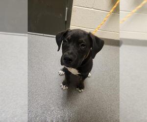 Labrador Retriever Dogs for adoption in Denver, CO, USA