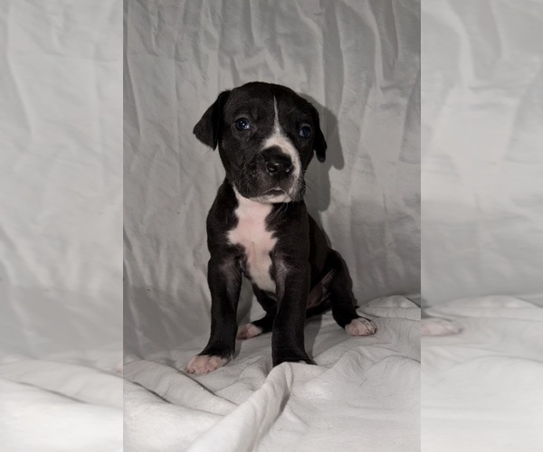 Medium Photo #1 Great Dane Puppy For Sale in ROCKINGHAM, NC, USA