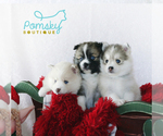 Small Photo #1 Pomsky Puppy For Sale in WEST PALM BCH, FL, USA