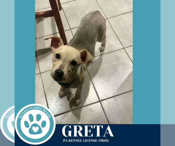 Medium Photo #1 Mutt Puppy For Sale in Kimberton, PA, USA