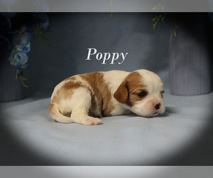Cavalier King Charles Spaniel Puppy for sale in CHANUTE, KS, USA