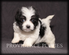 Havanese Puppy for sale in COPPOCK, IA, USA