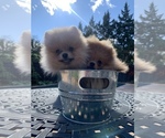 Small Photo #1 Pomeranian Puppy For Sale in Mississauga, Ontario, Canada