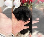 Small Photo #10 Shih Tzu Puppy For Sale in BRIDGETON, NJ, USA