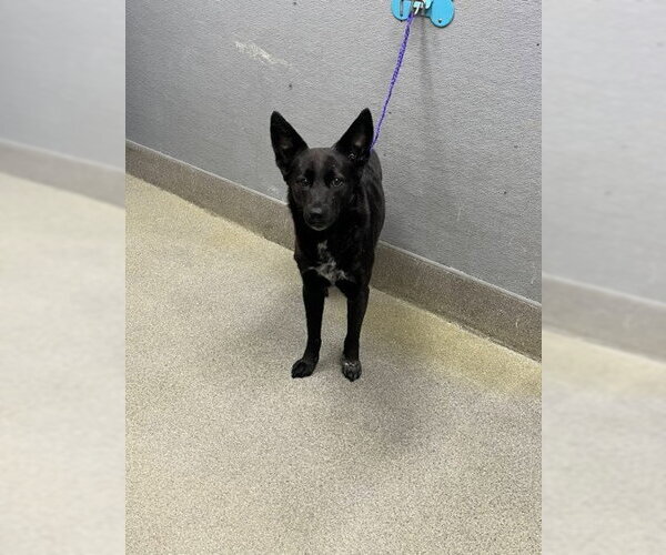 Medium Photo #1 Mutt Puppy For Sale in Las Vegas, NV, USA