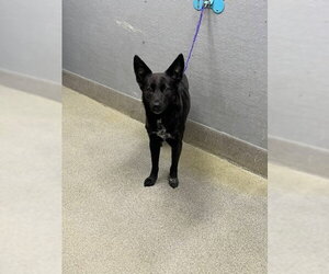 Mutt Dogs for adoption in Las Vegas, NV, USA