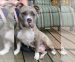 Small #2 Bulldog Mix