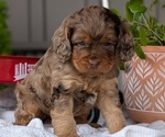Small Photo #20 Cockapoo (Miniature) Puppy For Sale in GOSHEN, IN, USA