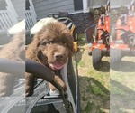 Small Photo #103 Newfoundland Puppy For Sale in TILTON, IL, USA