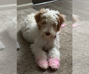 Australian Shepherd-Unknown Mix Dogs for adoption in Andover, MN, USA
