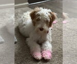 Small Australian Shepherd Mix