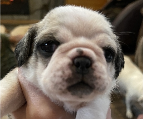 Medium Photo #1 Pug Puppy For Sale in NEW LONDON, OH, USA