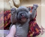 Small Photo #7 French Bulldog Puppy For Sale in WEXFORD, PA, USA