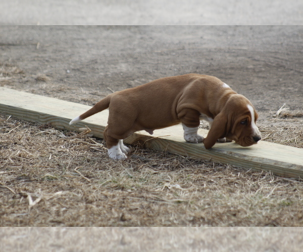 Medium Photo #3 Basset Hound Puppy For Sale in MEMPHIS, MO, USA