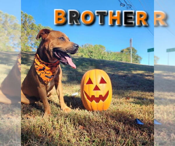 Medium Photo #1 Mutt Puppy For Sale in McDonough, GA, USA