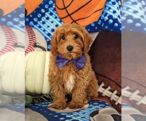 Cavapoo Puppy for sale in STEVENS, PA, USA