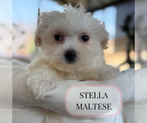 Maltese Puppy for sale in ELMHURST, IL, USA