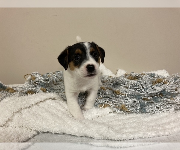 Medium Photo #2 Jack Russell Terrier Puppy For Sale in BENTON, IL, USA