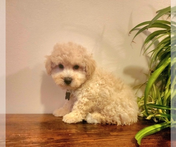 Medium Photo #4 Poodle (Miniature)-Poodle (Toy) Mix Puppy For Sale in INDIANAPOLIS, IN, USA