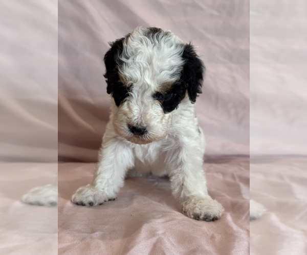 Medium Photo #14 Bernedoodle (Miniature) Puppy For Sale in LONGMONT, CO, USA