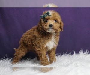 Goldendoodle (Miniature) Dog for Adoption in WARSAW, Indiana USA