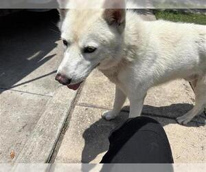 Siberian Husky Dogs for adoption in Houston, TX, USA
