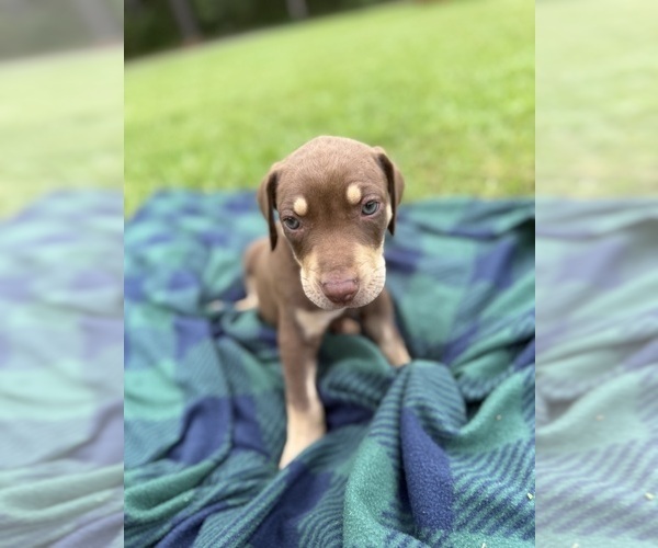 Medium Photo #14 Catahoula Leopard Dog Puppy For Sale in KEITHVILLE, LA, USA