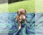 Small #13 Catahoula Leopard Dog