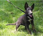 Small #5 German Shepherd Dog