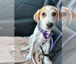 Small #1 Catahoula Leopard Dog