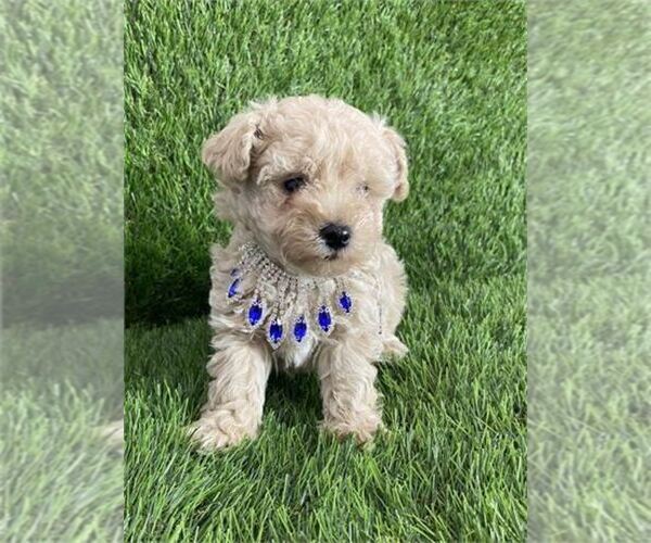 Medium Photo #17 Poodle (Toy) Puppy For Sale in WINTER PARK, FL, USA