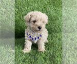 Small #16 Poodle (Toy)