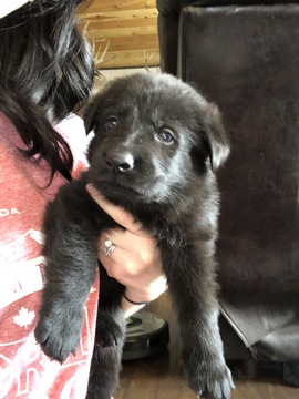Medium Photo #1 German Shepherd Dog Puppy For Sale in BIRMINGHAM, PA, USA