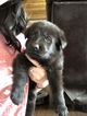Small Photo #1 German Shepherd Dog Puppy For Sale in BIRMINGHAM, PA, USA