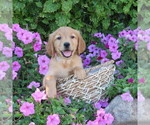 Puppy Banjo Golden Retriever