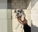 Puppy Puppy 2 French Bulldog