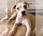 Small #9 Mutt