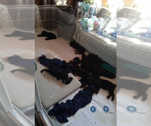 Poodle (Standard) Puppy for sale in VIRGINIA BEACH, VA, USA