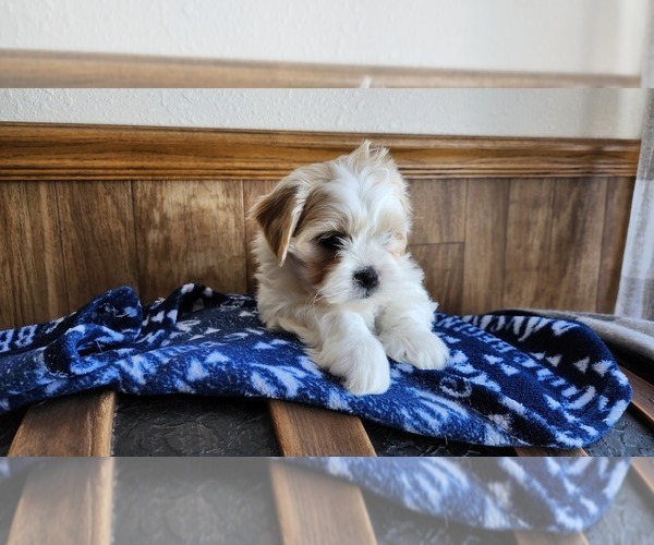 Medium Photo #4 Mal-Shi Puppy For Sale in GREENWOOD, WI, USA