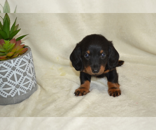 Medium Photo #3 Dachshund Puppy For Sale in GREENWOOD, WI, USA