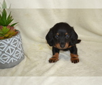 Small #2 Dachshund