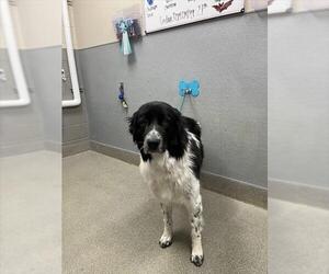 Mutt Dogs for adoption in Las Vegas, NV, USA