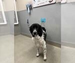 *POLLY POCKET - Female Mutt Dog for Adoption - Small photo