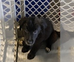 Small Photo #10 Gollie Puppy For Sale in OSKALOOSA, IA, USA
