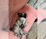 Small #4 Shih Tzu